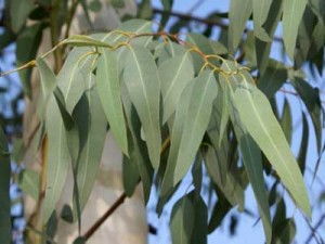 eucalyptus-oil-752672